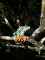 Agalychnis callidryas