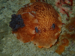 Aphelodoris rossquicki