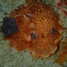 Aphelodoris rossquicki - Photo (c) Nick Shaw, some rights reserved (CC BY-NC), uploaded by Nick Shaw