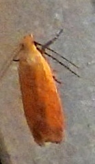 Anacampsis fullonella