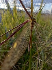 Brachynemurus versutus