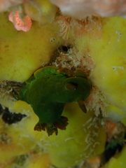 Tambja dracomus