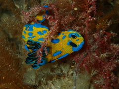 Tambja verconis
