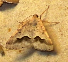 Frederickia s-signata