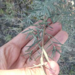 Aldama linearis