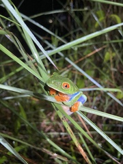 Agalychnis callidryas