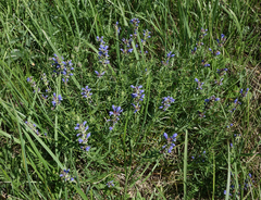 Dracocephalum ruyschiana