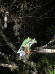 Agalychnis callidryas