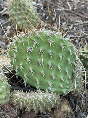 Opuntia polyacantha