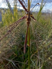 Brachynemurus versutus