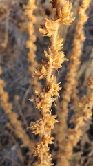 Verbascum damascenum