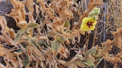 Verbascum damascenum