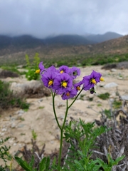 Solanum remyanum