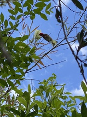 Myzomela sanguinolenta