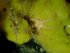 Ophiothrix caespitosa