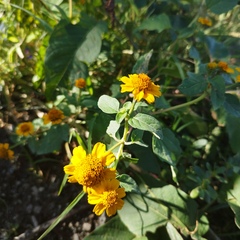 Heliopsis annua