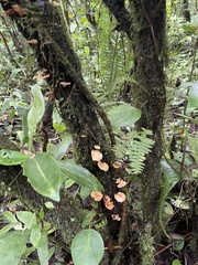 Auricularia fuscosuccinea