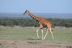 Giraffa camelopardalis reticulata