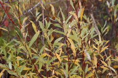 Salix petiolaris