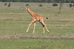 Giraffa camelopardalis reticulata