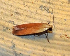 Anacampsis fullonella