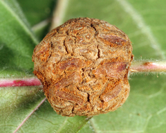 Neolasioptera farinosa