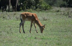 Alcelaphus buselaphus