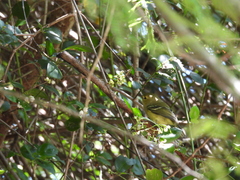 Vireo pallens