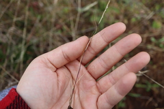 Sporobolus neglectus