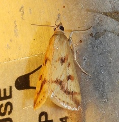 Achyra bifidalis
