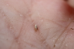 Sporobolus neglectus