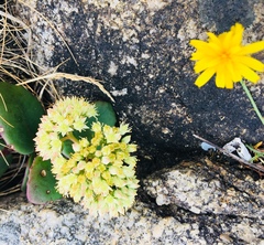 Hylotelephium telephium