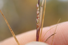 Sporobolus neglectus