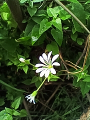Stellaria cuspidata