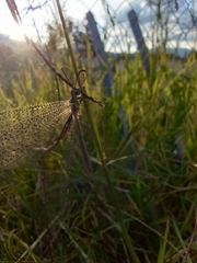 Brachynemurus versutus