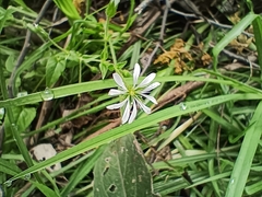 Stellaria cuspidata