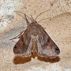 Ulolonche disticha