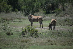 Tragelaphus oryx pattersonianus
