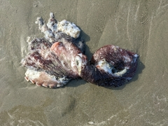 Enteroctopus dofleini