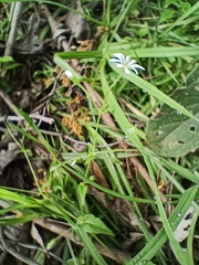 Stellaria cuspidata