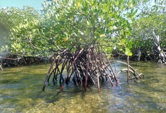 Rhizophora