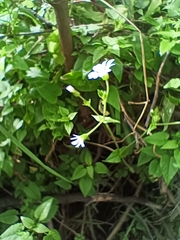 Stellaria cuspidata
