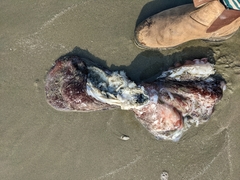 Enteroctopus dofleini