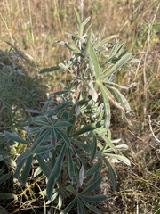 Lupinus sericeus