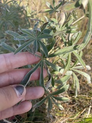 Lupinus sericeus