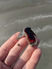 Enteroctopus dofleini