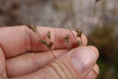 Juncus dudleyi