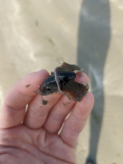 Enteroctopus dofleini