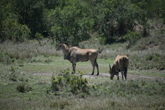 Tragelaphus oryx pattersonianus