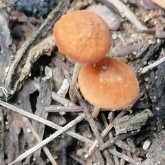 Marasmius floriceps